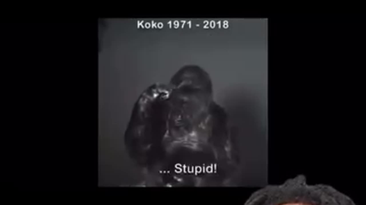 WHAT KOKO THE GORILLA SAID