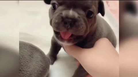 Unlimited 5 Minutes Dog's Comedy Video's 😂😂 so cute puppies video ❣️❣️