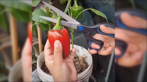 COSECHANDO PIMIENTO ROJO EN MI BALCÓN