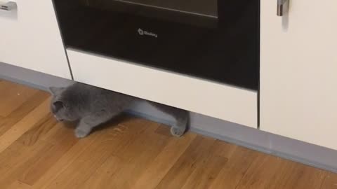 Cat Uses Stove As Personal Lounge