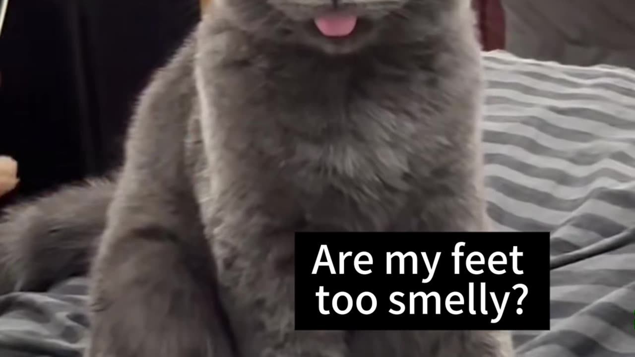 Funny cat video