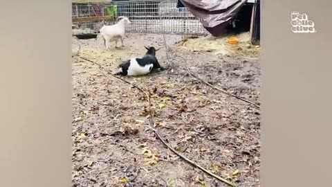 funny farm animals