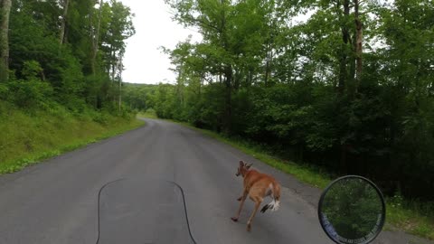 Crazy Deer decides to race me on my RE Himalayan in the Catskill Mountains