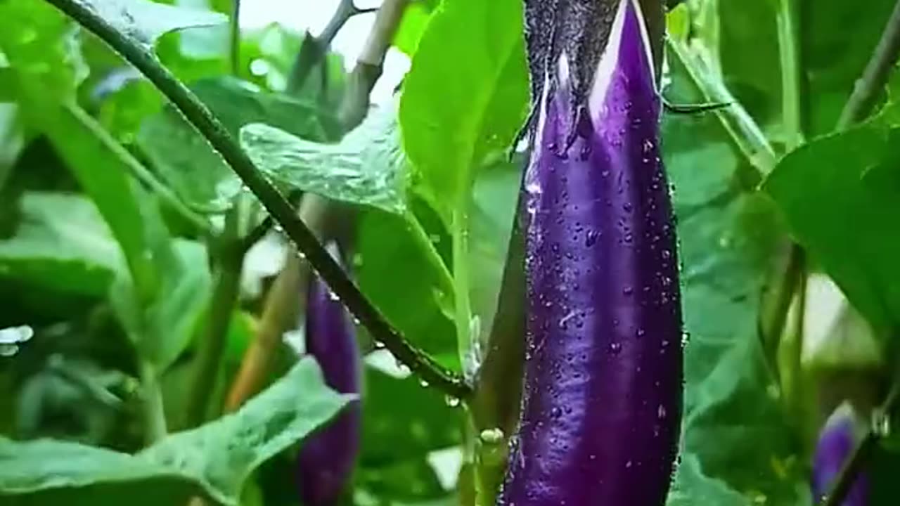 Buah-buahan dan Sayuran