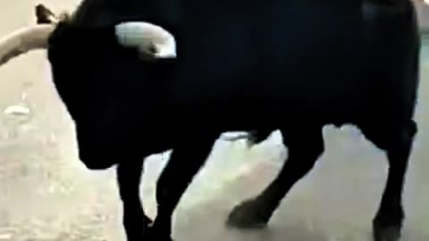 BULL CHARGES A DOG WITHOUT MERCY😱😱😱😱