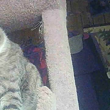 EA S111 - Annoyed Cat