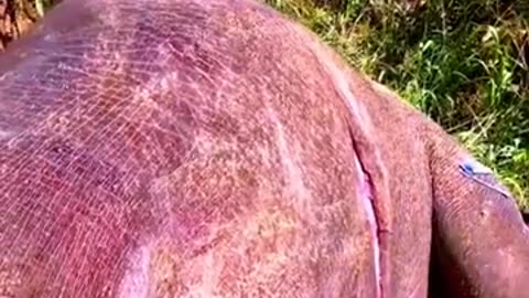 Shocking Scene: Elephant Faces Unbelievable Explosion! 🐘💥