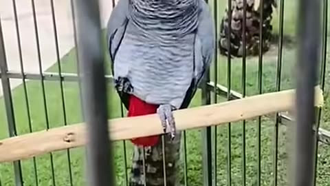 master of mimicry=parrot _funnyparrot _parrot _sillybird _mimicry _bird _funnyvideos _funnyanimals