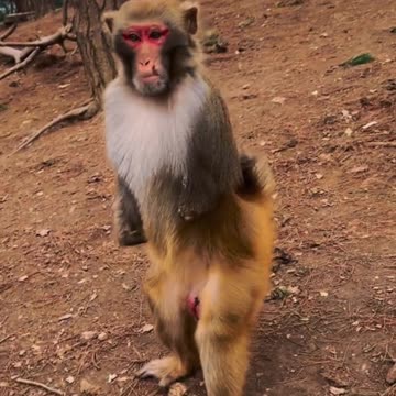 Monkey video 🐒 |entertainment video