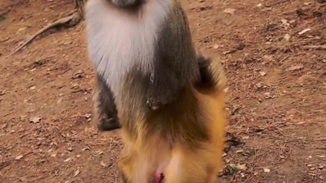 Monkey video 🐒 |entertainment video