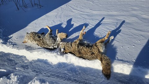 Cold Weather Dawgs! January 19, 2025