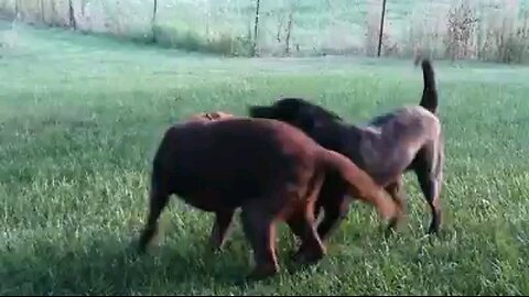 Labradors at play