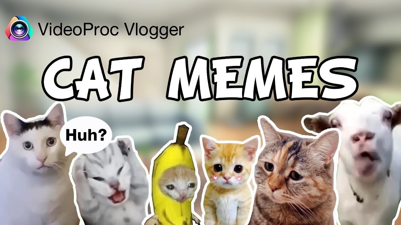 Cat Memes Tutorial Part.1