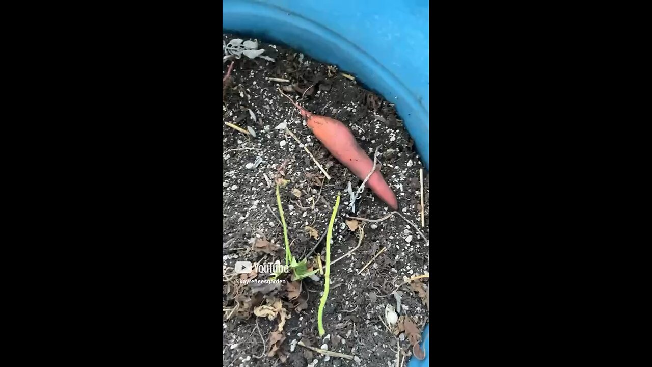 Oops forgot bout my sweet potatoes #shorts #viralvideo #garden