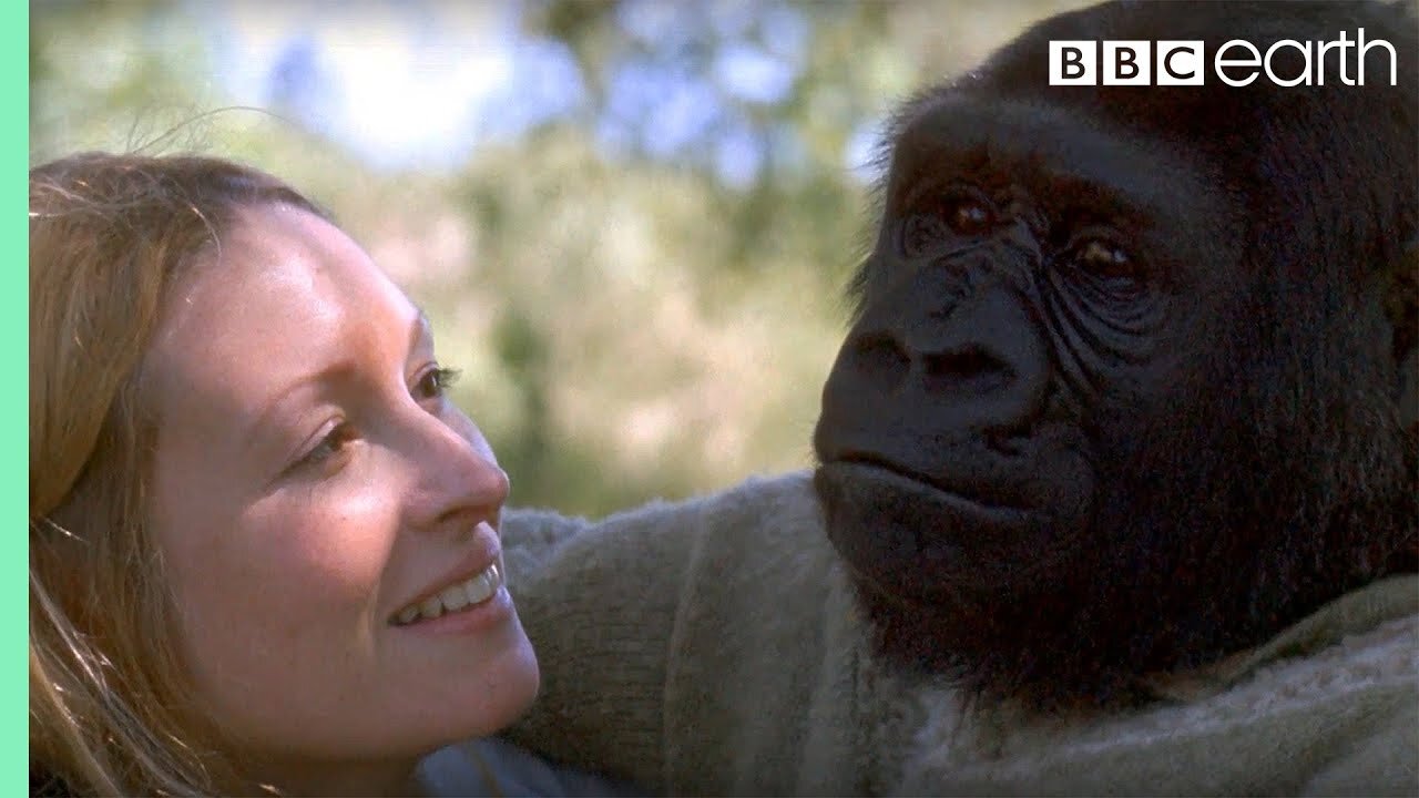 Did you know there's a talking gorilla? | #TalkingGorilla | BBC