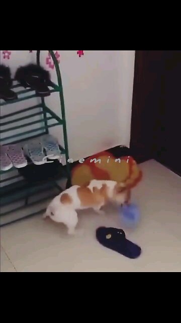 Husky uses doggy door for hilarious reasons Talking Husky says 'I Love You' to owner