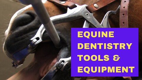 How to Find Equine Dentistry Tools & Equipment