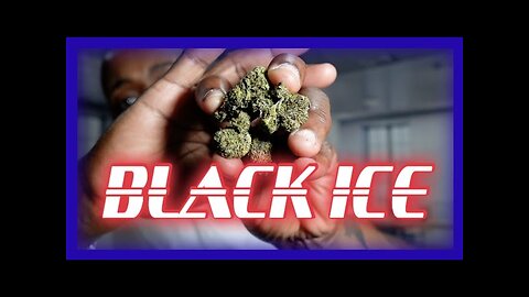 Certified Headies Review: Chilling with BLACK ICE Strain ❄️🔥