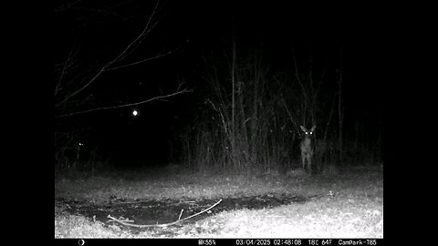 Deer Cam 03-04-2025