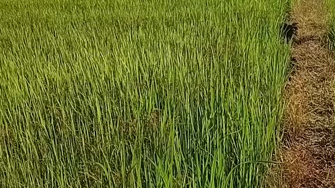 The traditional indigenous suvadal rice