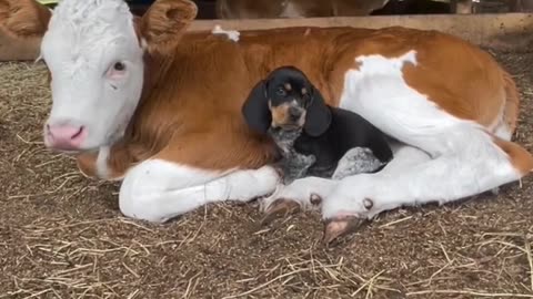 Cutest Duo Ever: Calf and Puppy Best Friends!