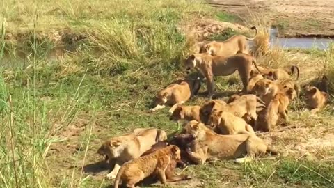 #AntelopeSurvival #WildlifeDrama #WildDogPack