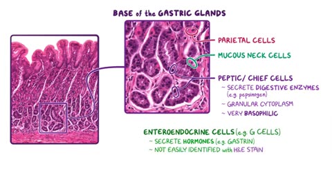 Stomach anatomy