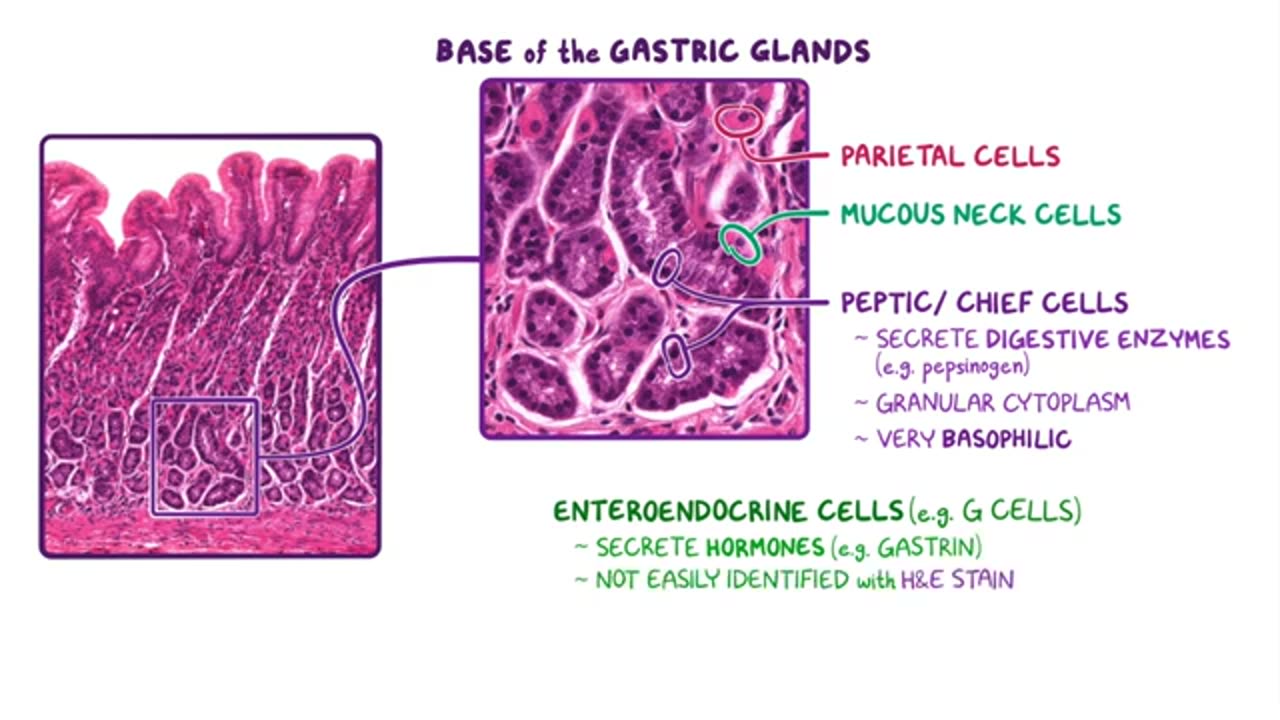 Stomach anatomy