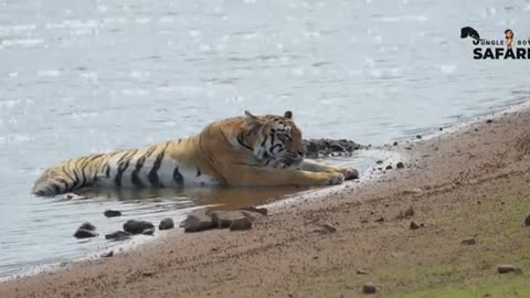 Tiger Territory Fight | Animal Fight