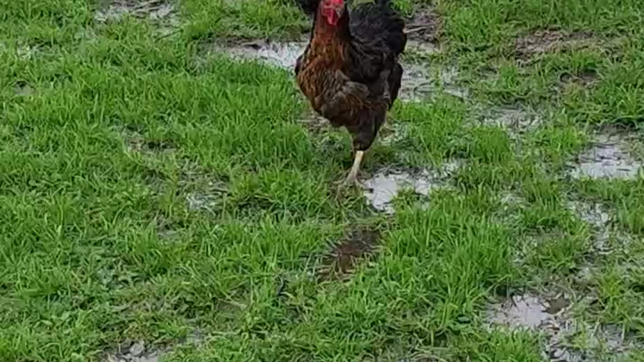 Pretty girls walk like this. #hens #chickens #shorts