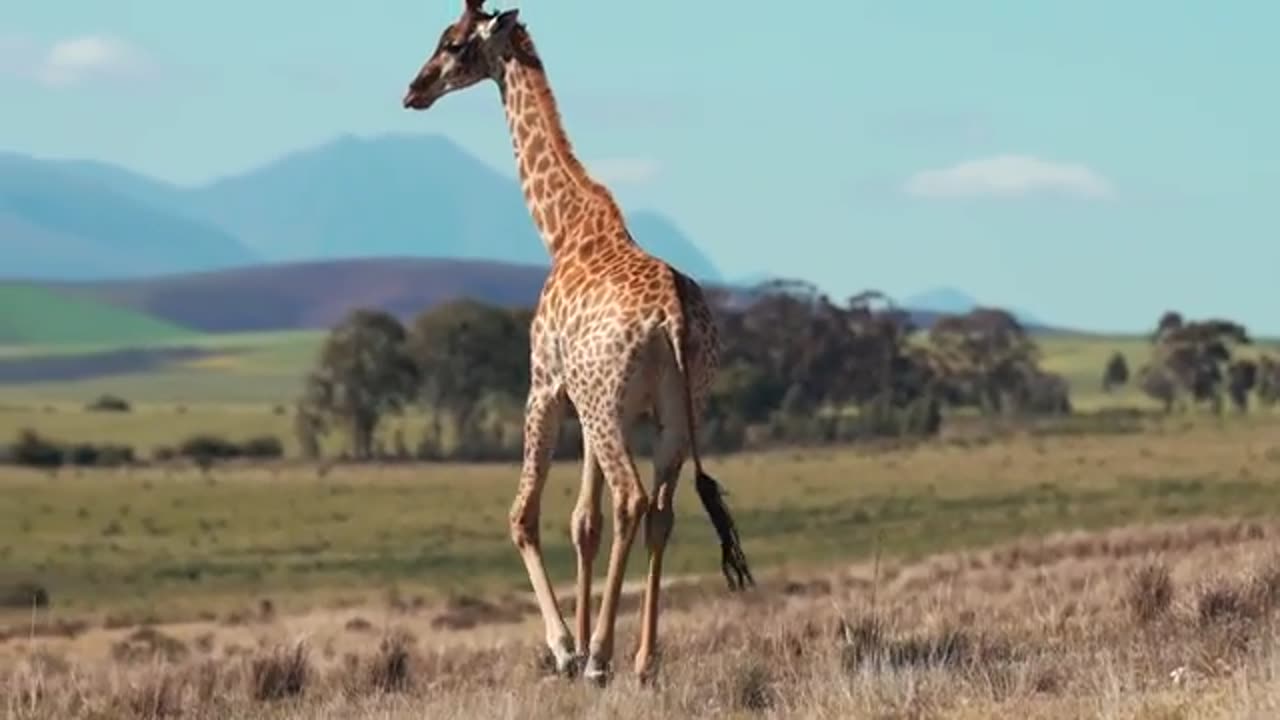 Giraffes weird action😂 || funny and weird animals videos