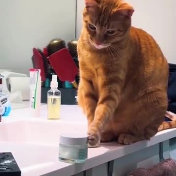 Funny Video Rules for punishing a devil cat video 2025 skc.com 50