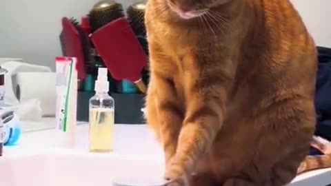 Funny Video Rules for punishing a devil cat video 2025 skc.com 50