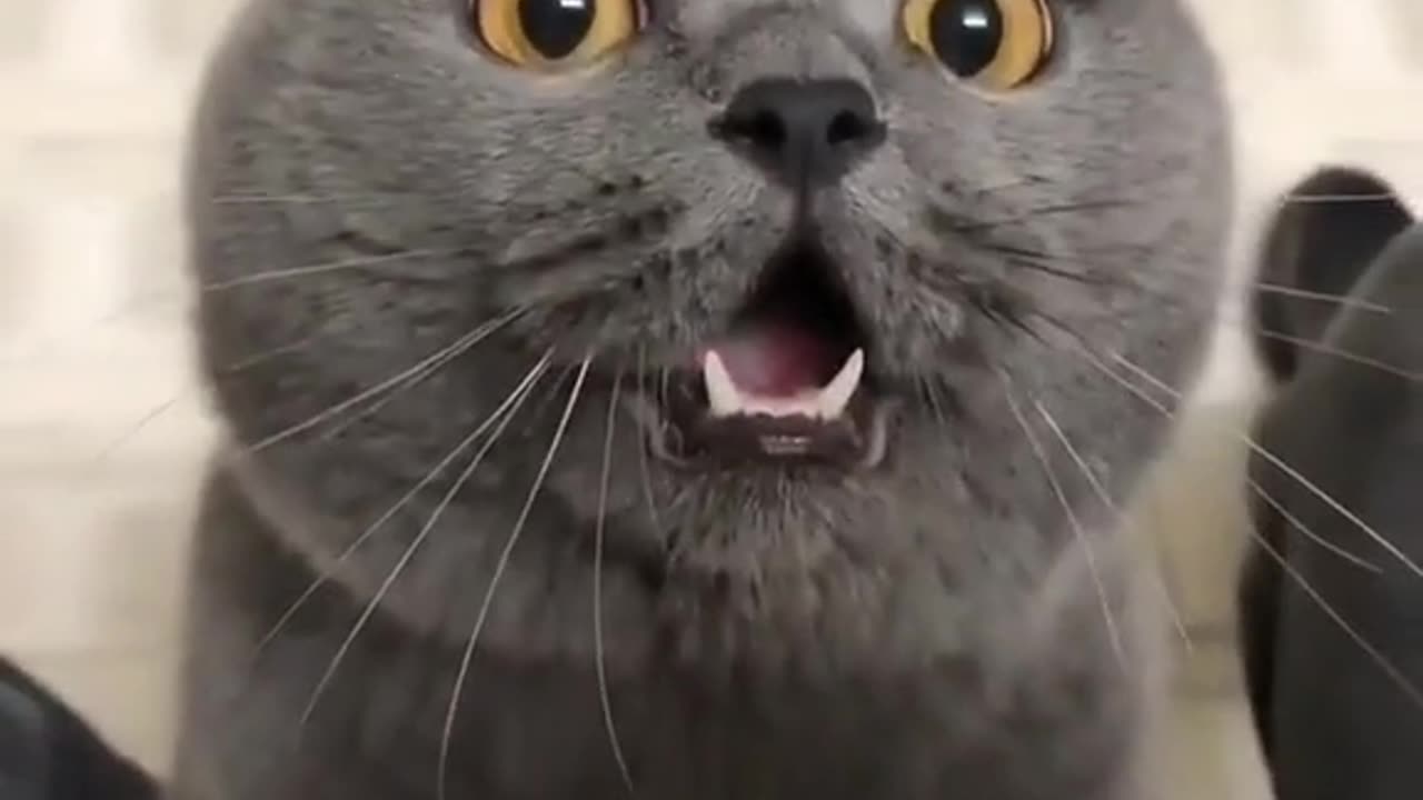 🐱🎉 Fun with My Cat! 😻 See Viral Video