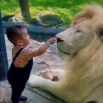 Boy Touches Lion Nose Mind-Blowing Zoo Moment#Short video🥀