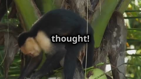 🐵⚠️ 🌿🐒Capuchin Monkeys Cute but Dangerous!🐒