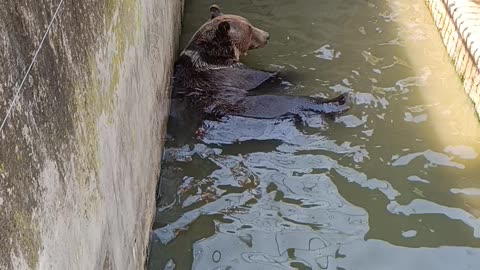 The bear is bathing