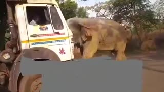 Elephant Vs Truck