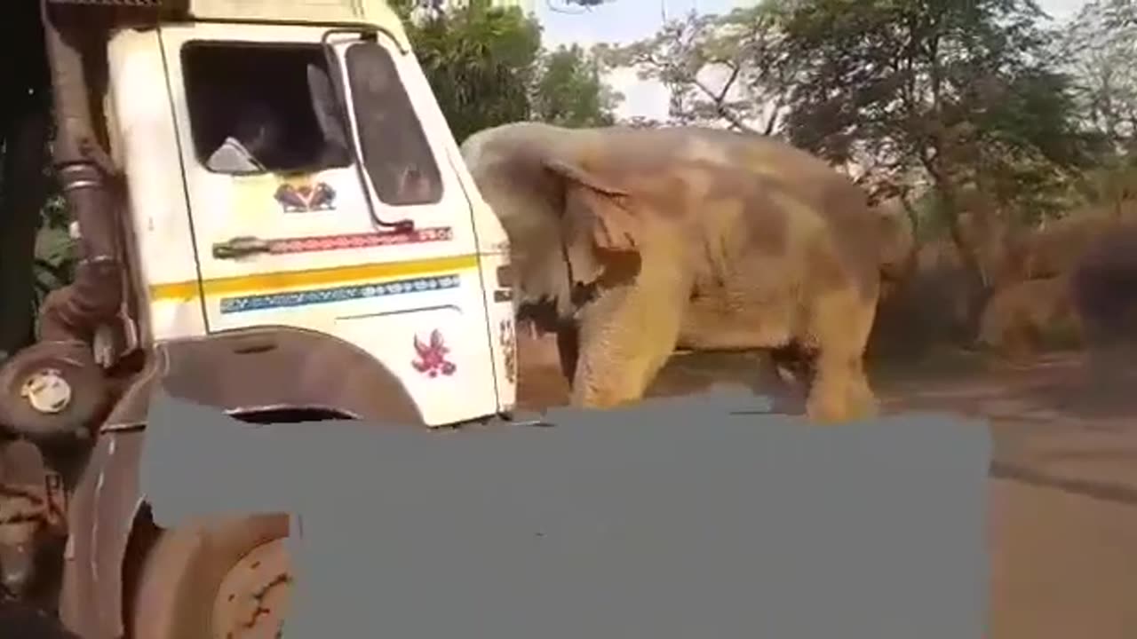 Elephant Vs Truck