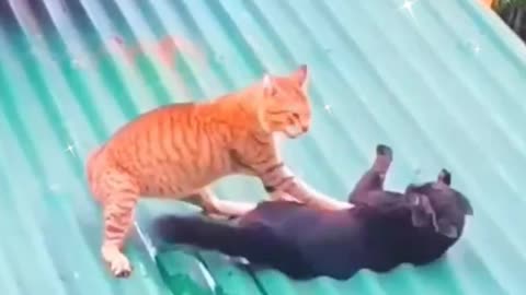 Funnyanimalvideo