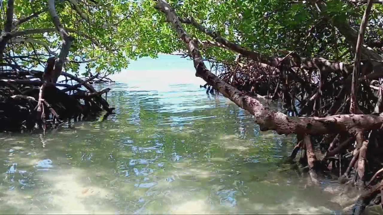 Jungle Beach Mangroves part 1, 2025