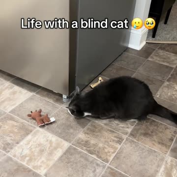 blind kitty playing