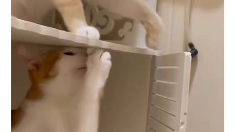 Funny videos of cats and dogs