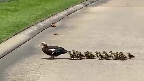 Ducks crossing the road! 😍