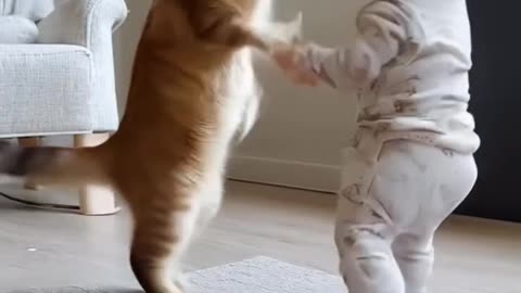 Funny cat fight