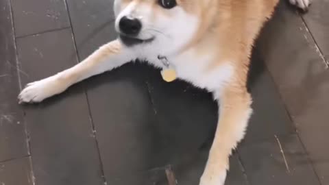 Hachi Has Some Things to Say