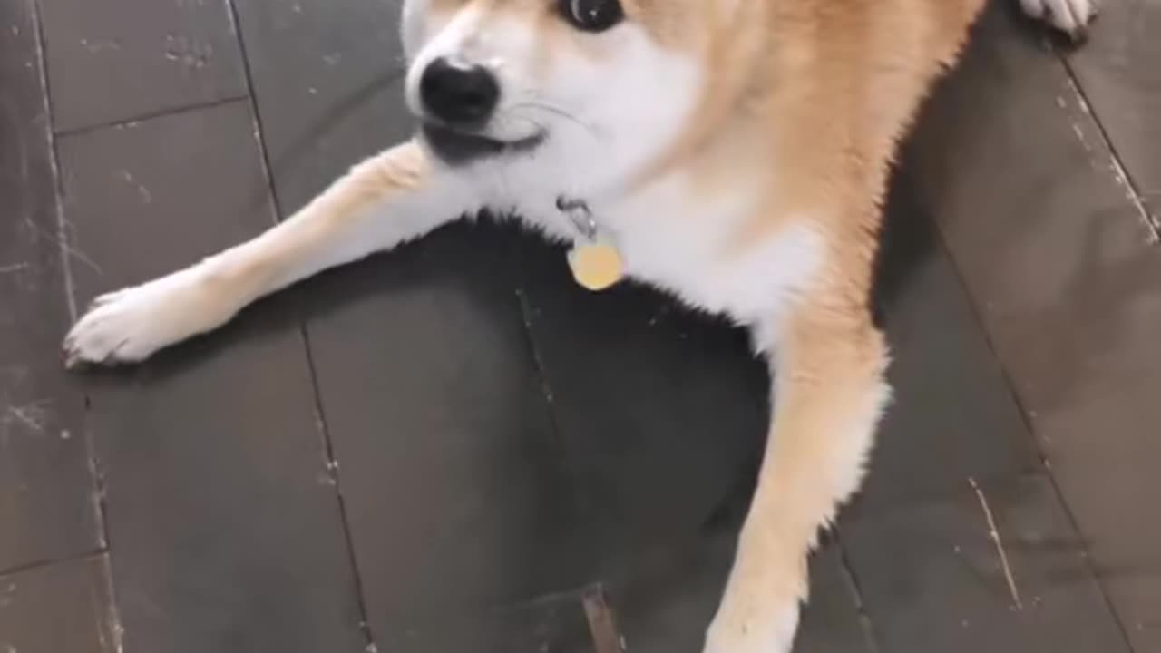 Hachi Has Some Things to Say