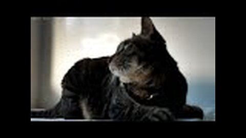 Cat funny video nono