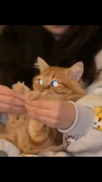 #neko #gato #mainecoon #cat #fypシ゚viral