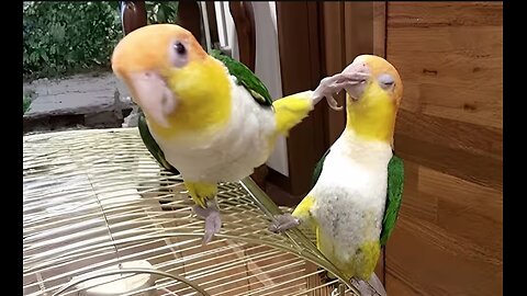 Funniest Parrots bloopers | HAHA | pt.15